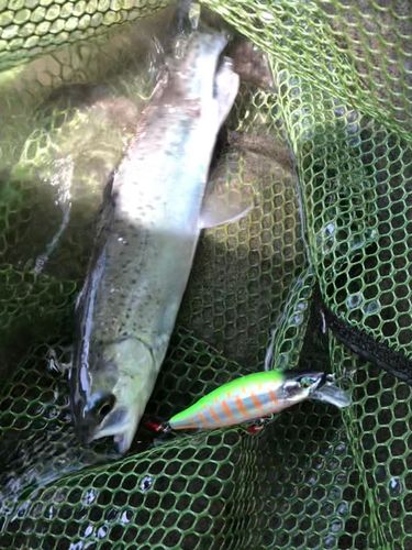 ニジマスの釣果