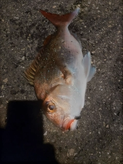 マダイの釣果