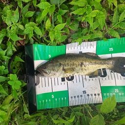 ラージマウスバス