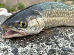 アメマスの釣果