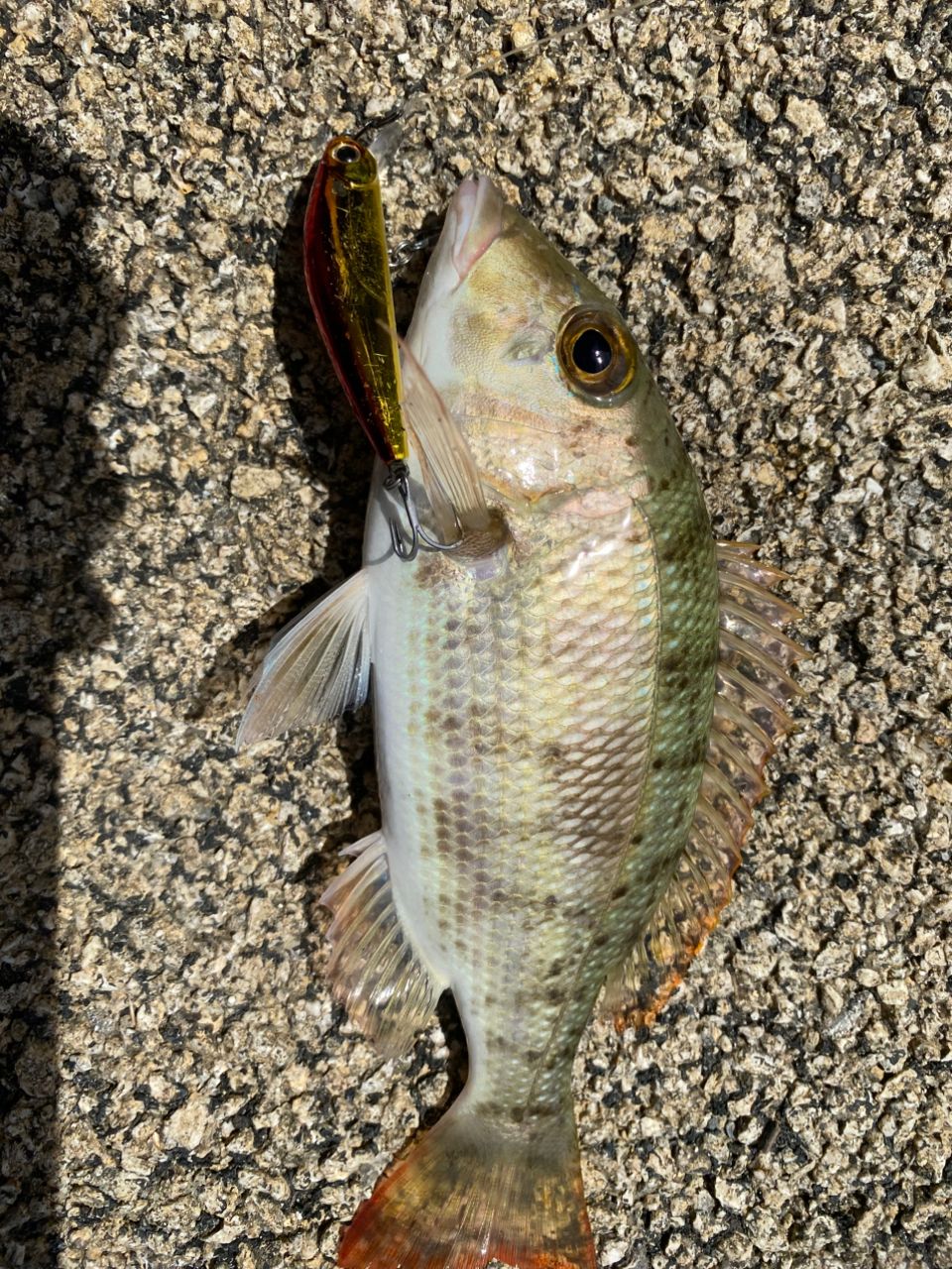 ミンサーフエフキ