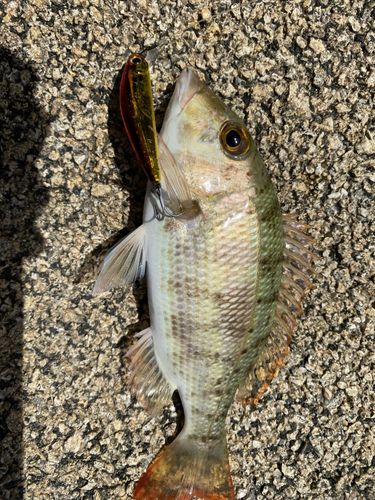 ミンサーフエフキ