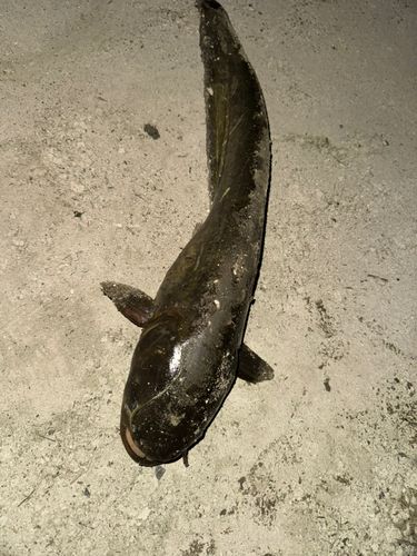 釣果