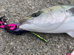 ブリの釣果
