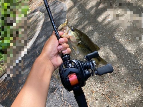 ラージマウスバスの釣果