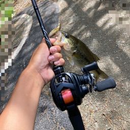 ラージマウスバス