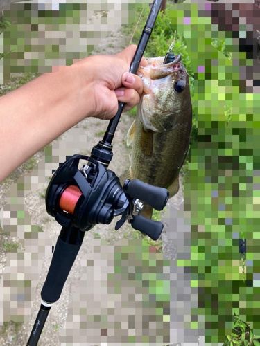 ラージマウスバスの釣果