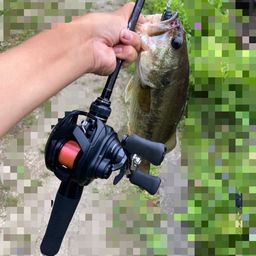 ラージマウスバス