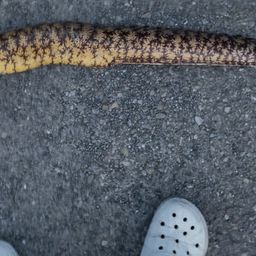 ウツボ