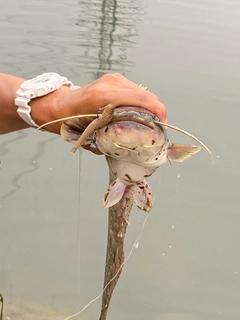 ナマズの釣果