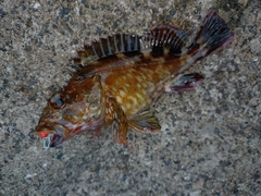カサゴの釣果