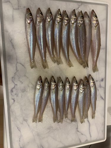 キスの釣果