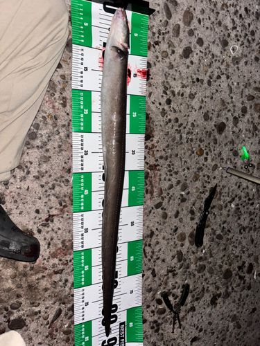 マアナゴの釣果