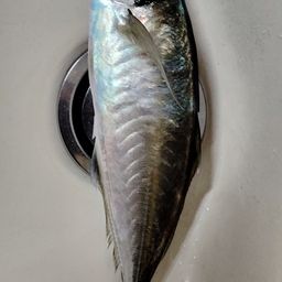 アジ
