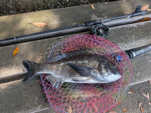 チヌの釣果