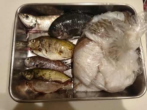 コウイカの釣果