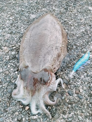 カミナリイカの釣果