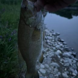 スモールマウスバス