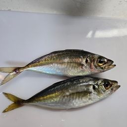 アジ
