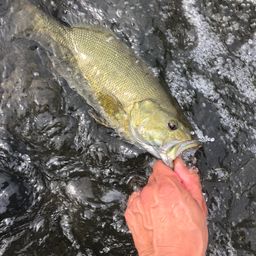スモールマウスバス