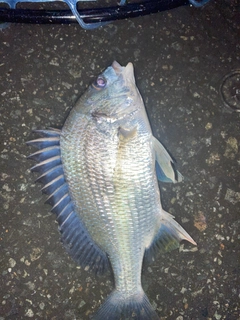 キビレの釣果