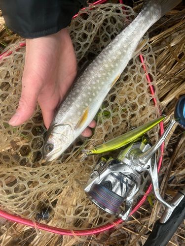 アメマスの釣果