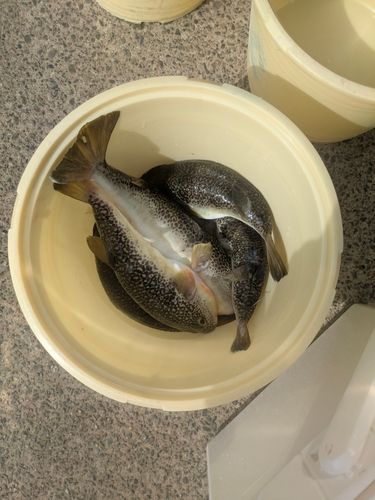 ショウサイフグの釣果