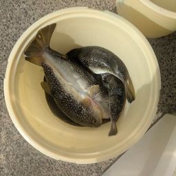 ショウサイフグ