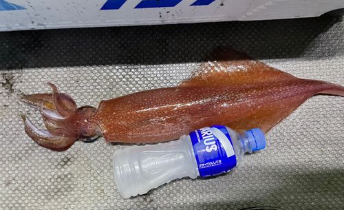 ヤリイカの釣果