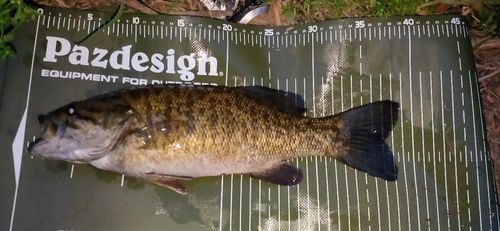 スモールマウスバスの釣果