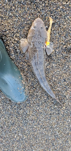 マゴチの釣果