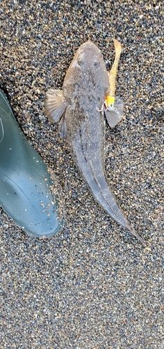 マゴチの釣果