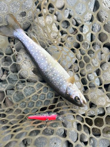アメマスの釣果