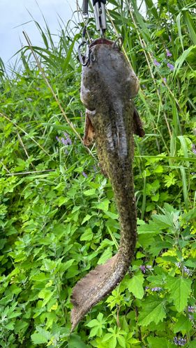 ナマズの釣果