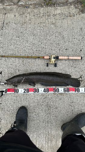 ライギョの釣果