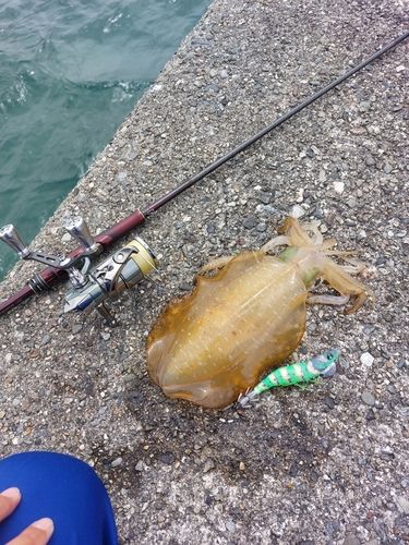 アオリイカの釣果