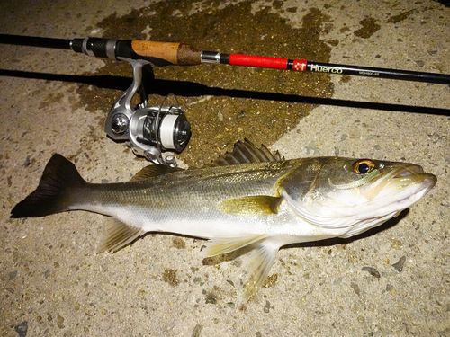 シーバスの釣果