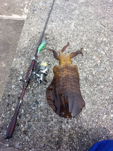 アオリイカの釣果