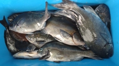 オナガグレの釣果