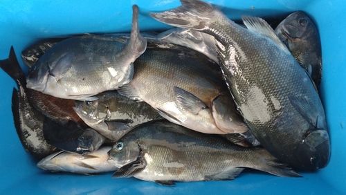 オナガグレの釣果