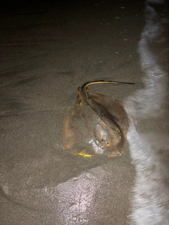 アカエイの釣果