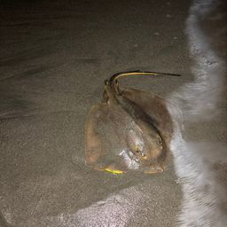 アカエイ
