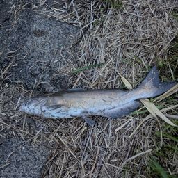 アメリカナマズ