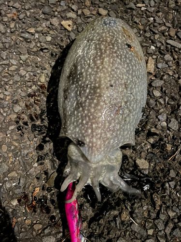 シリヤケイカの釣果