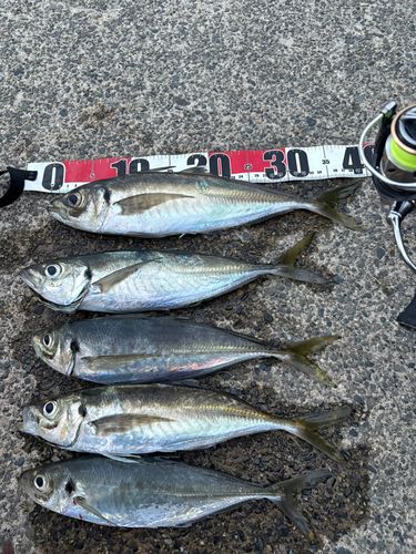 アジの釣果