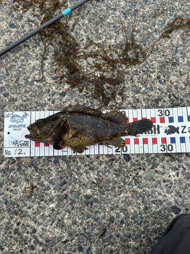 タケノコメバル