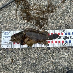 タケノコメバル