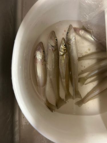 キスの釣果