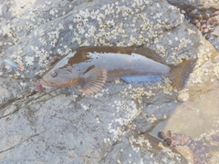 アイナメの釣果