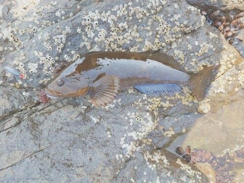 アイナメの釣果